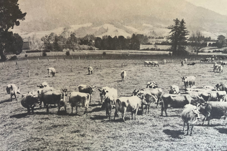 Farm Location Maps of the Waikato 1967