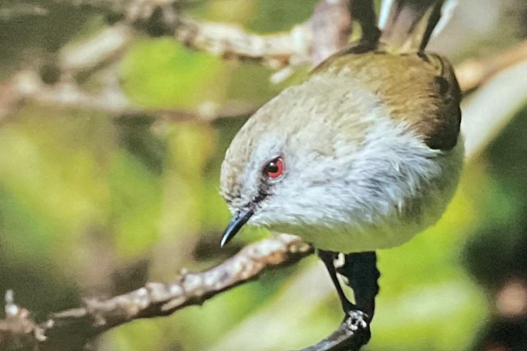 Garden Bird Survey 2016