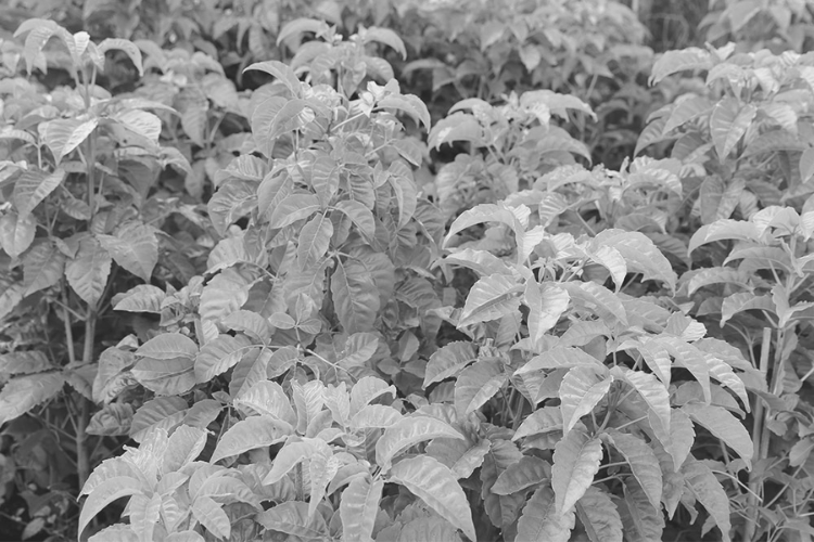 Native Plants for the Garden Seminar 1979